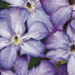 7 violette Italienische Waldreben für den Garten!