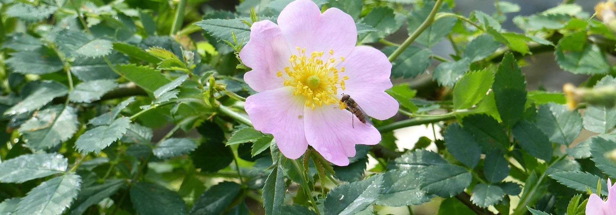 Hagebuttenmarmelade machen: Ernte bis Rezept