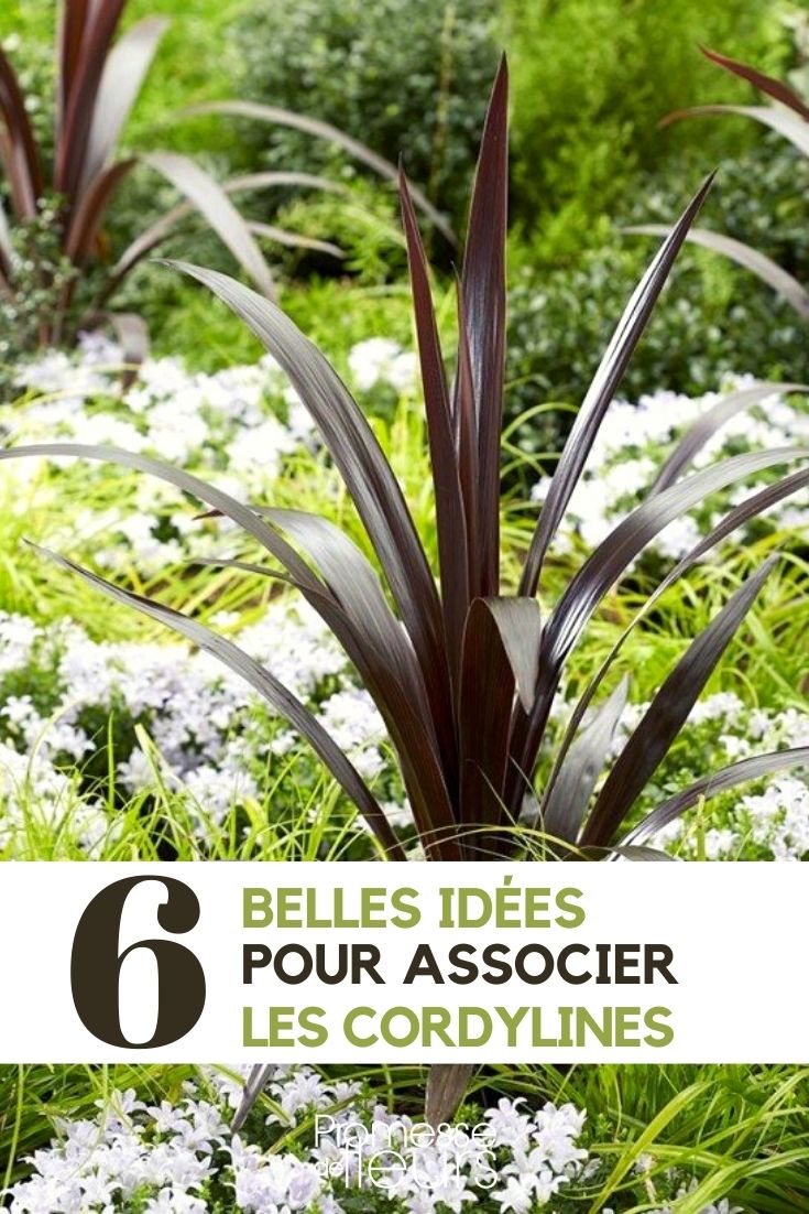 Cordyline: Unsere Ideen für gelungene Pflanzkombinationen