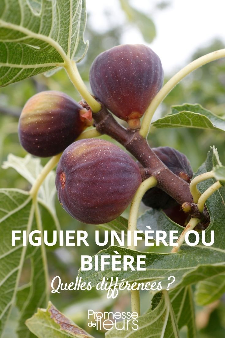 Feigenbaum (zweimal tragend) und (einmal tragend)