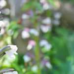 Akanthus kombinieren