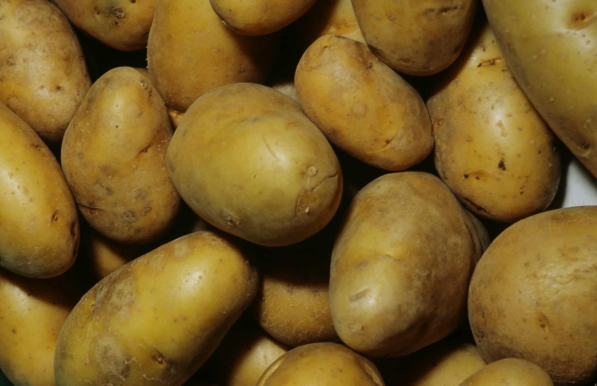 Kartoffelanbau auf Rasen