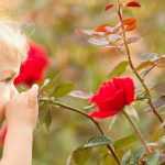 Rosen für kleine und große Kinder