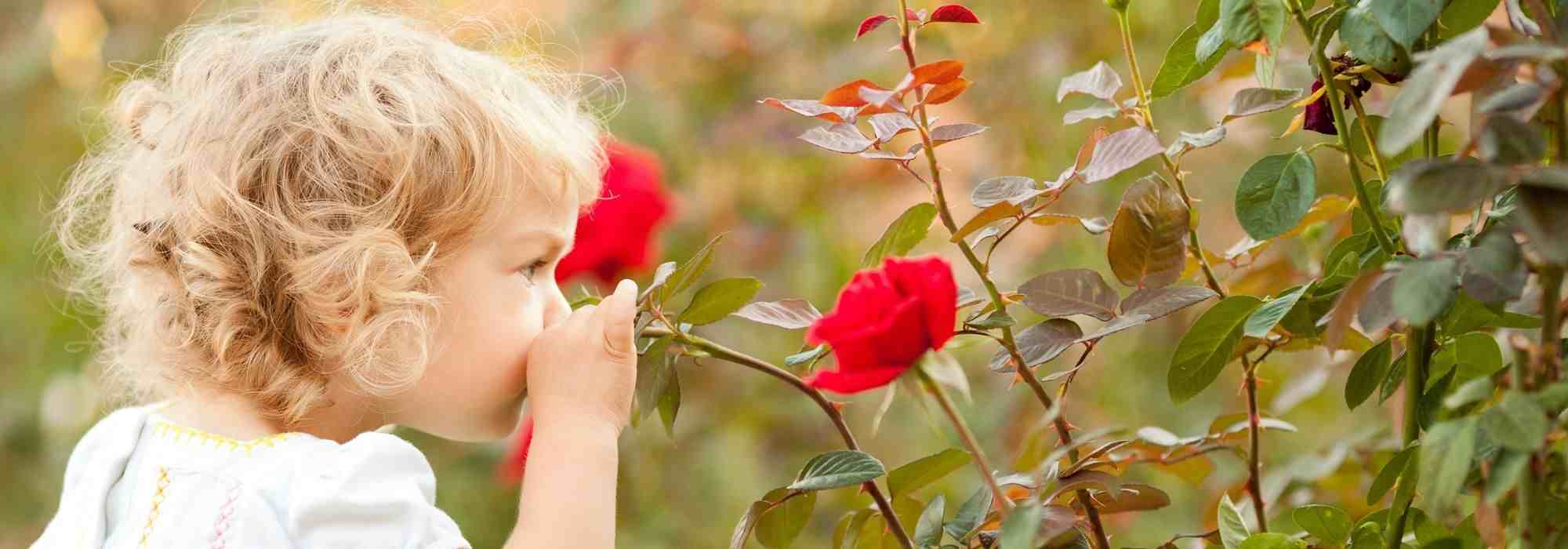 Rosen für kleine und große Kinder
