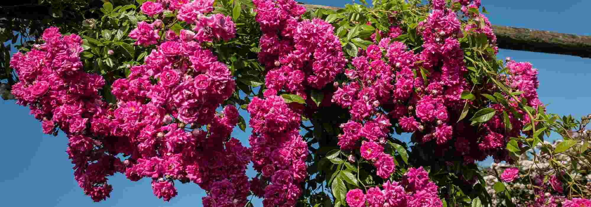 Rambler-Rose wählen?