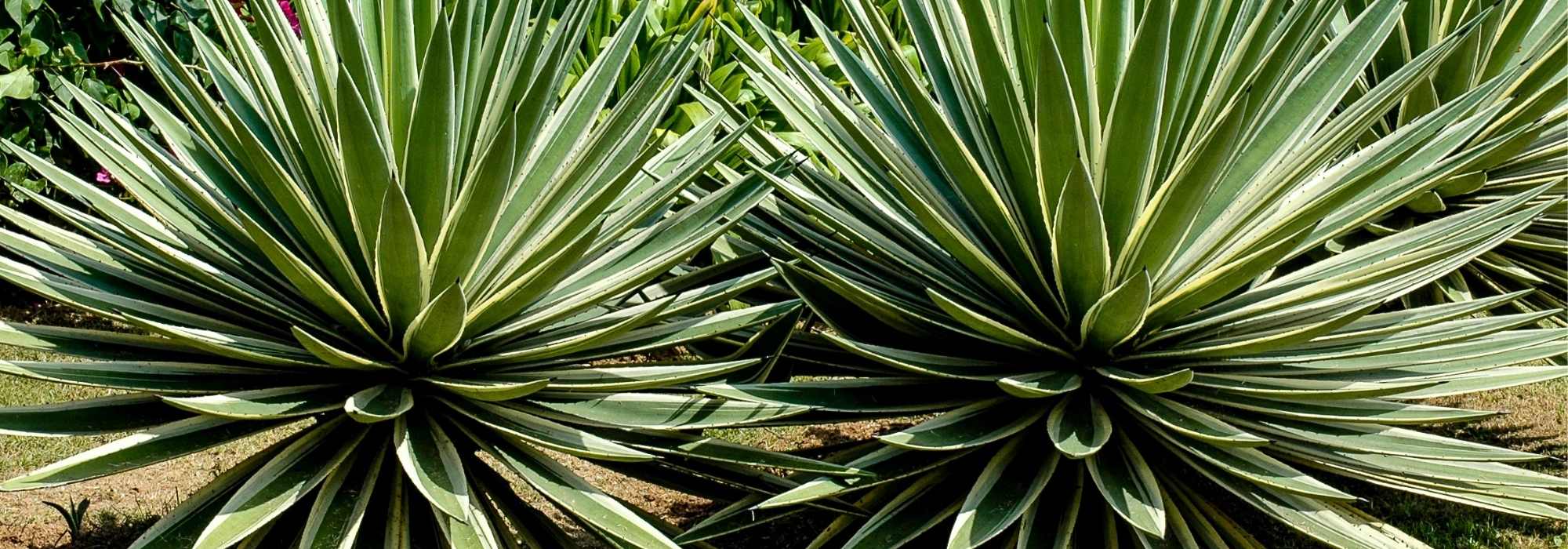 Agave auswählen