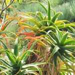 Aloe für den Garten wählen