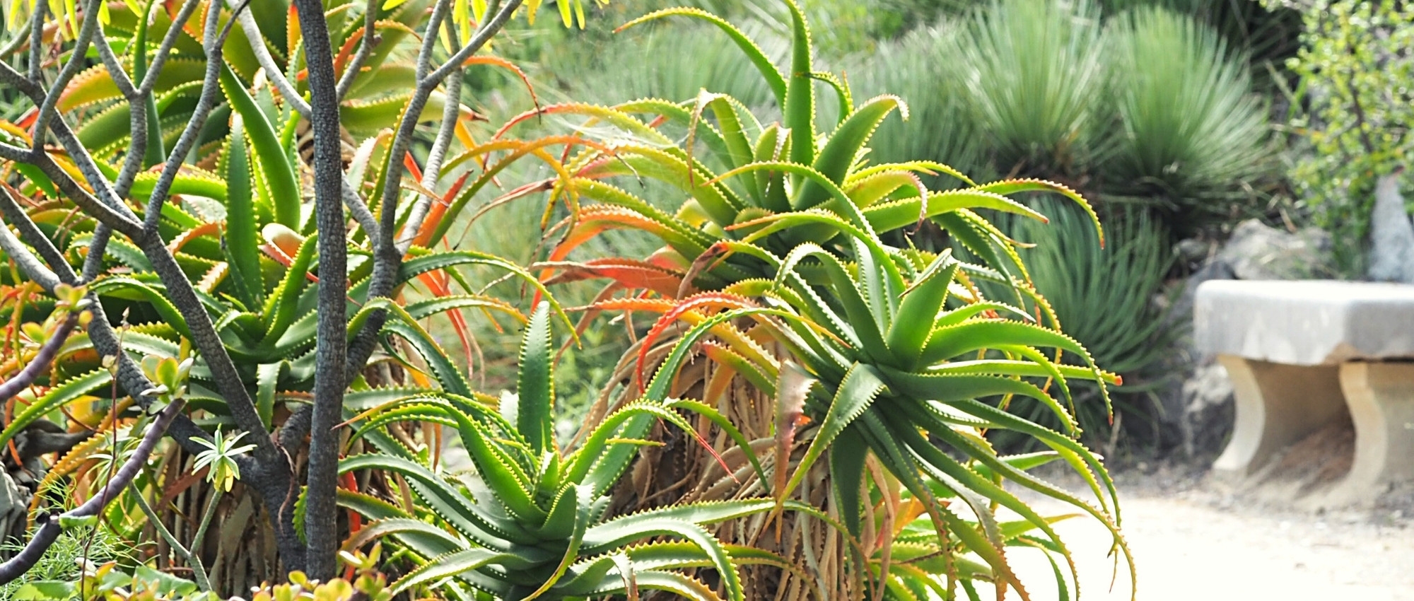 Aloe für den Garten wählen