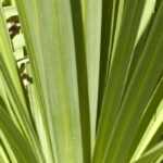 Cordyline auswählen