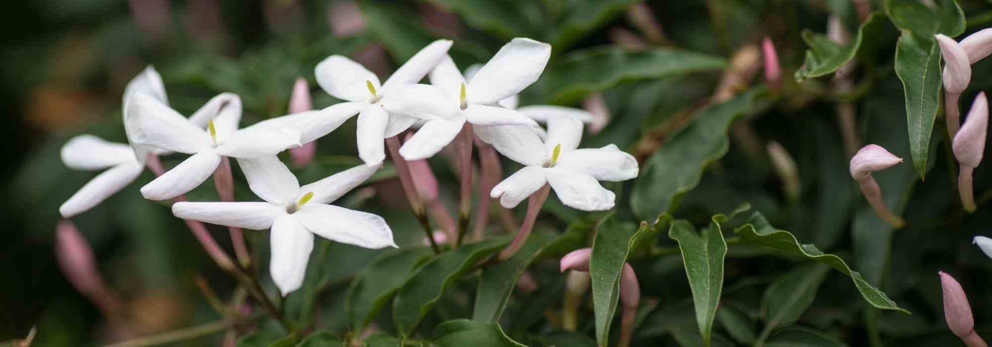 Jasmin auswählen