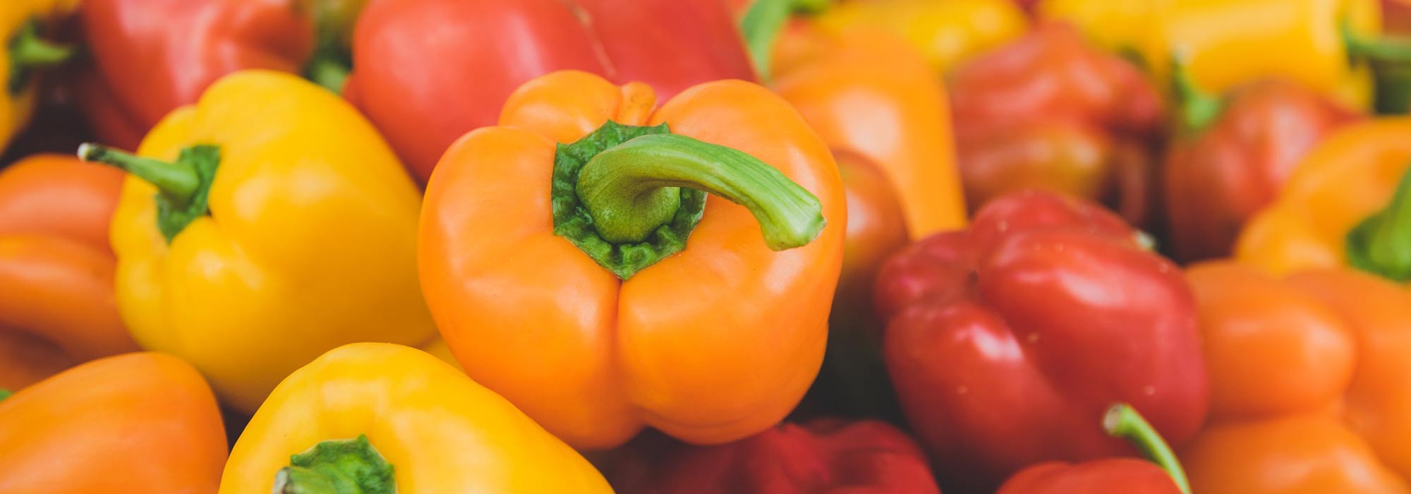 Paprika und Chili: Aussaat, Anbau und Ernte