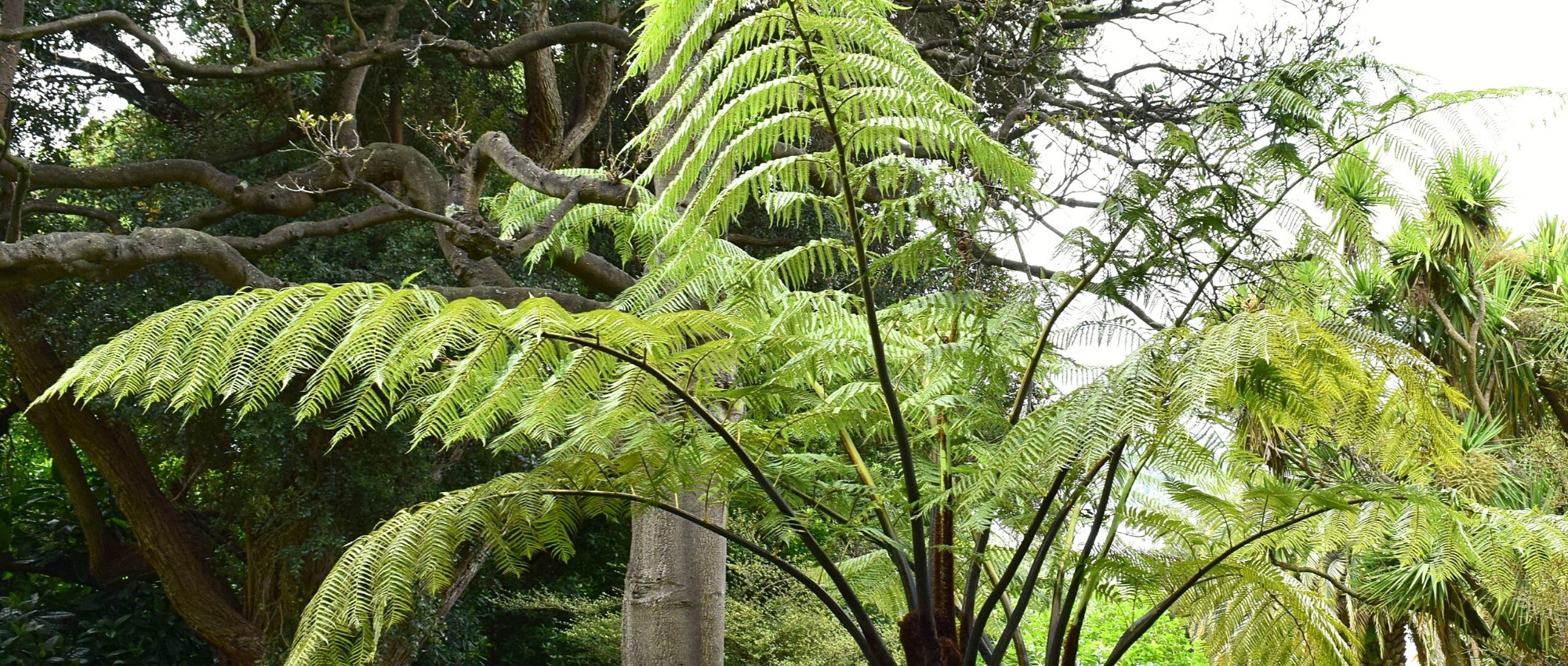 Becherfarn pflanzen, kultivieren und pflegen