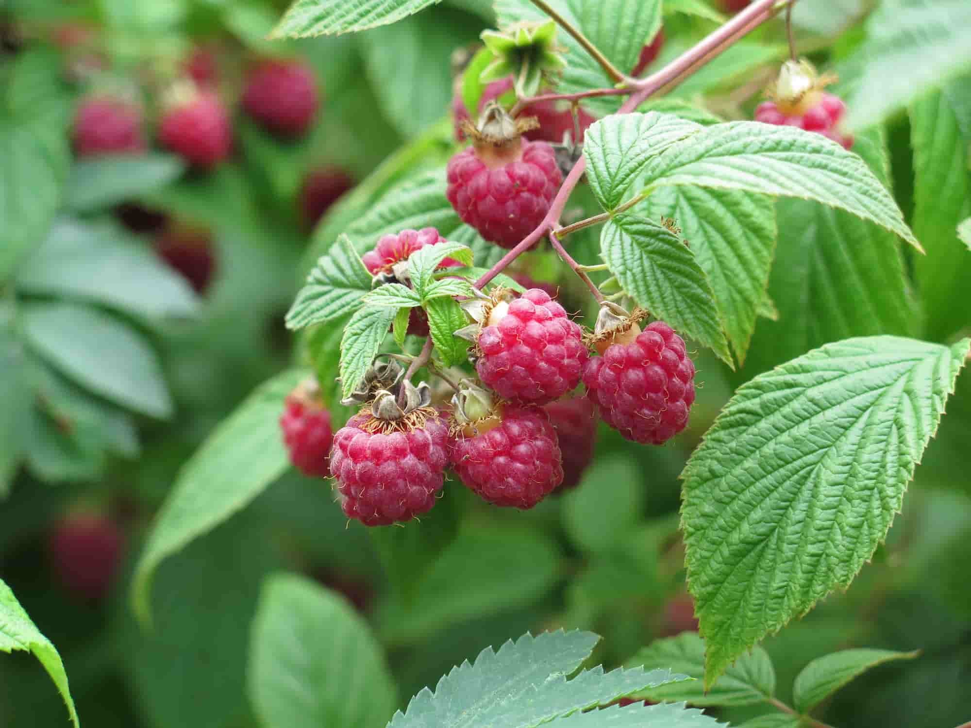 Krankheiten und Parasiten der Himbeere