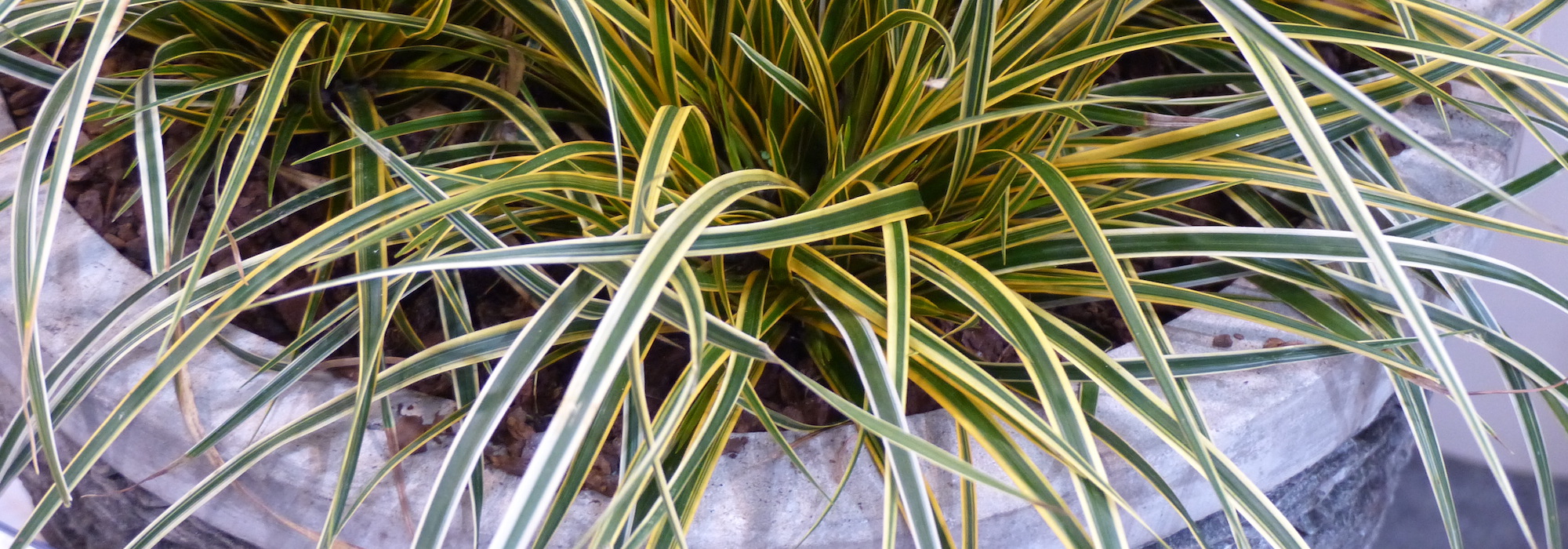 Carex im Topf kultivieren & pflegen