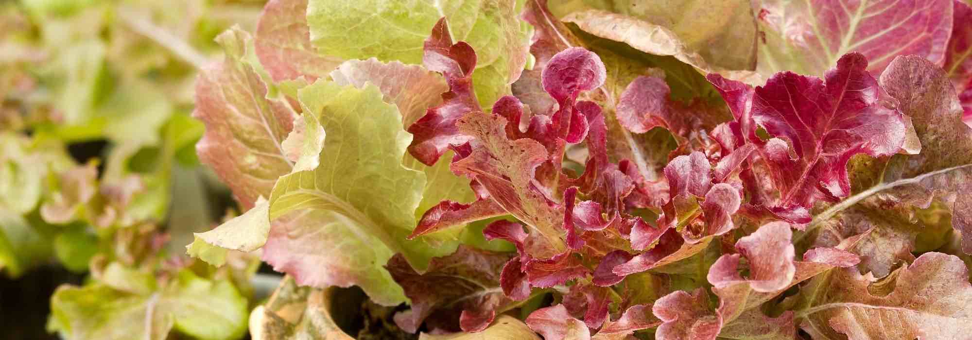 Salat im Topf anbauen