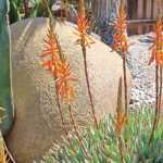 Trockenen Exotischen Garten gestalten