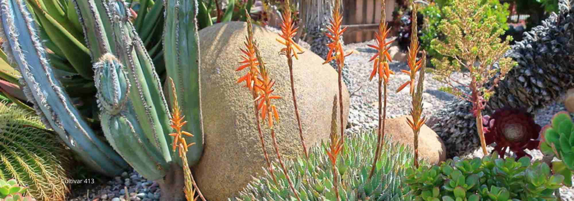 Trockenen Exotischen Garten gestalten