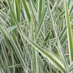 Phalaris – Rohr-Glanzgras: Anbau und Pflege