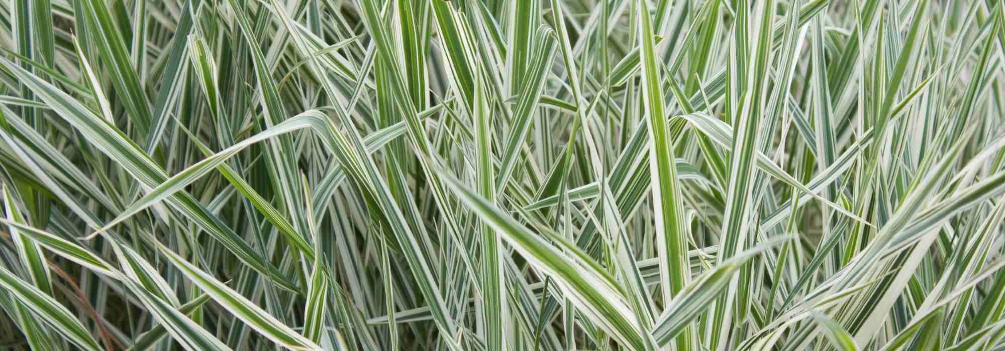 Phalaris – Rohr-Glanzgras: Anbau und Pflege