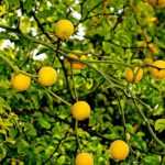 Bitterorange: pflanzen, pflegen, Früchte ernten
