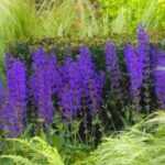 Steppen-Salbei vermehren: Stecklinge