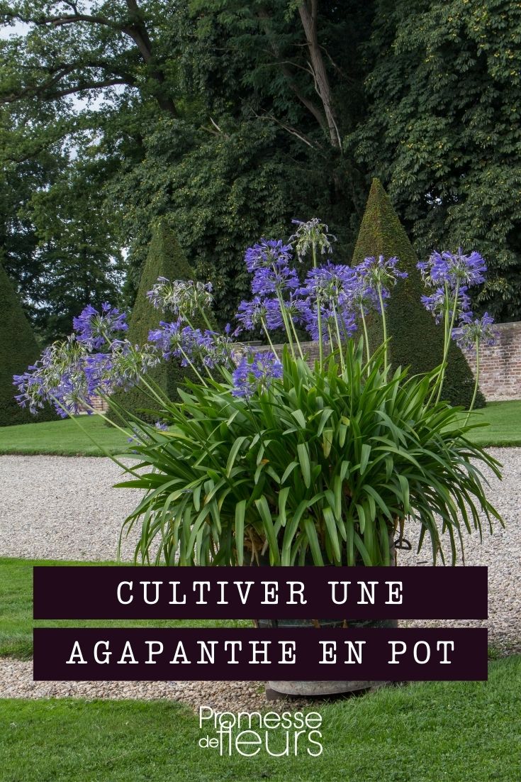 Eine Agapanthus im Topf kultivieren