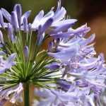 5 Schmucklilien für den Topf