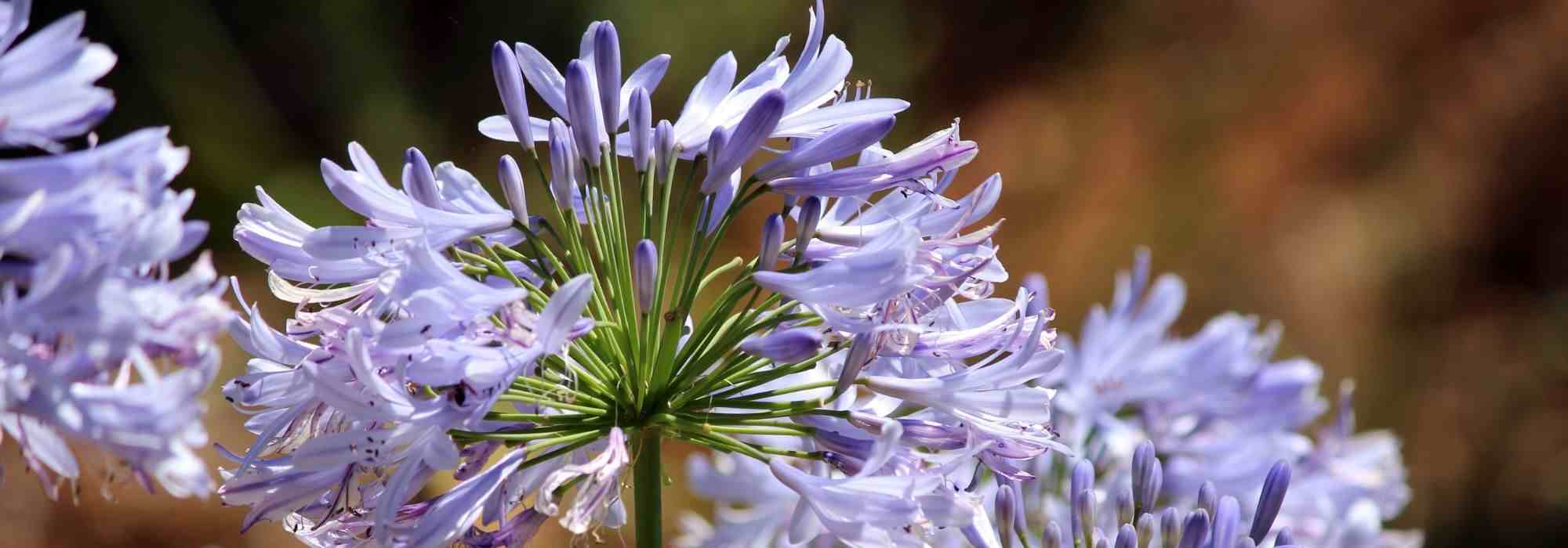 5 Schmucklilien für den Topf