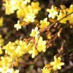 Winter-Jasmin kombinieren