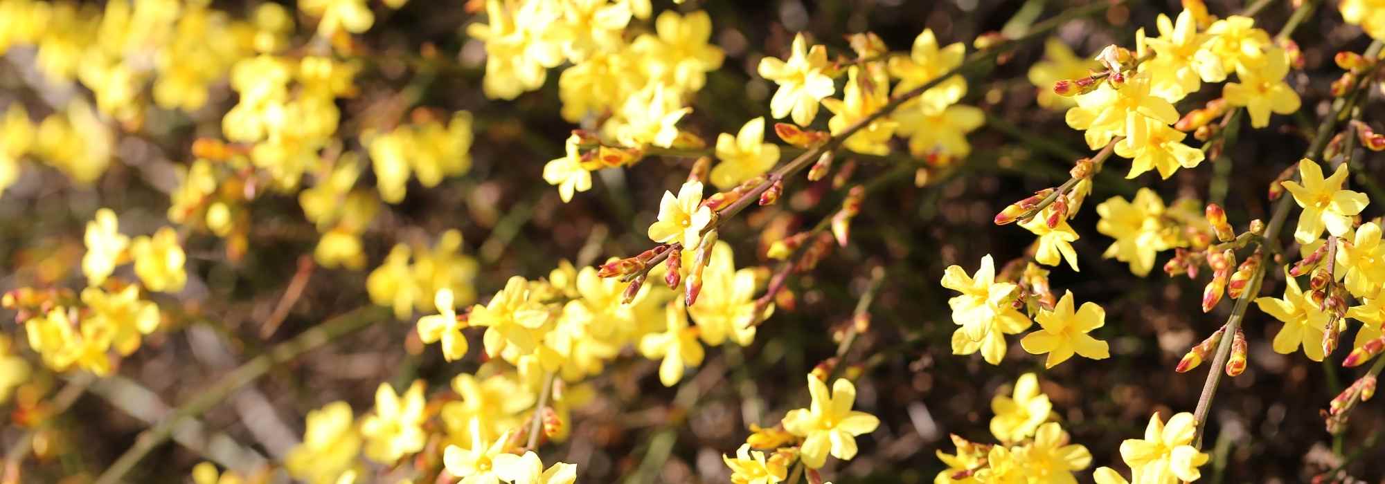 Winter-Jasmin kombinieren
