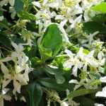 7 Ideen für Sternjasmin-Kombinationen