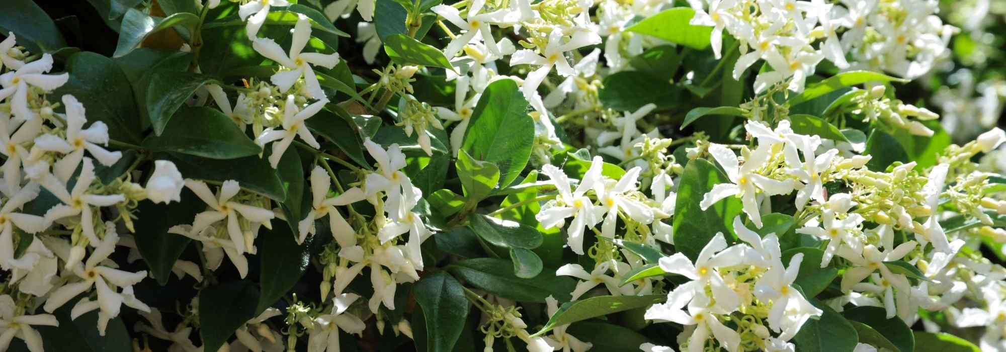 7 Ideen für Sternjasmin-Kombinationen