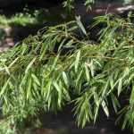 Krankheiten und Parasiten an Bambus