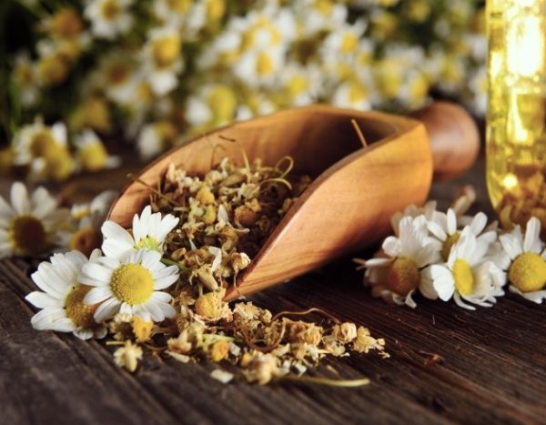 Kamillenblüten trocknen: So geht’s?