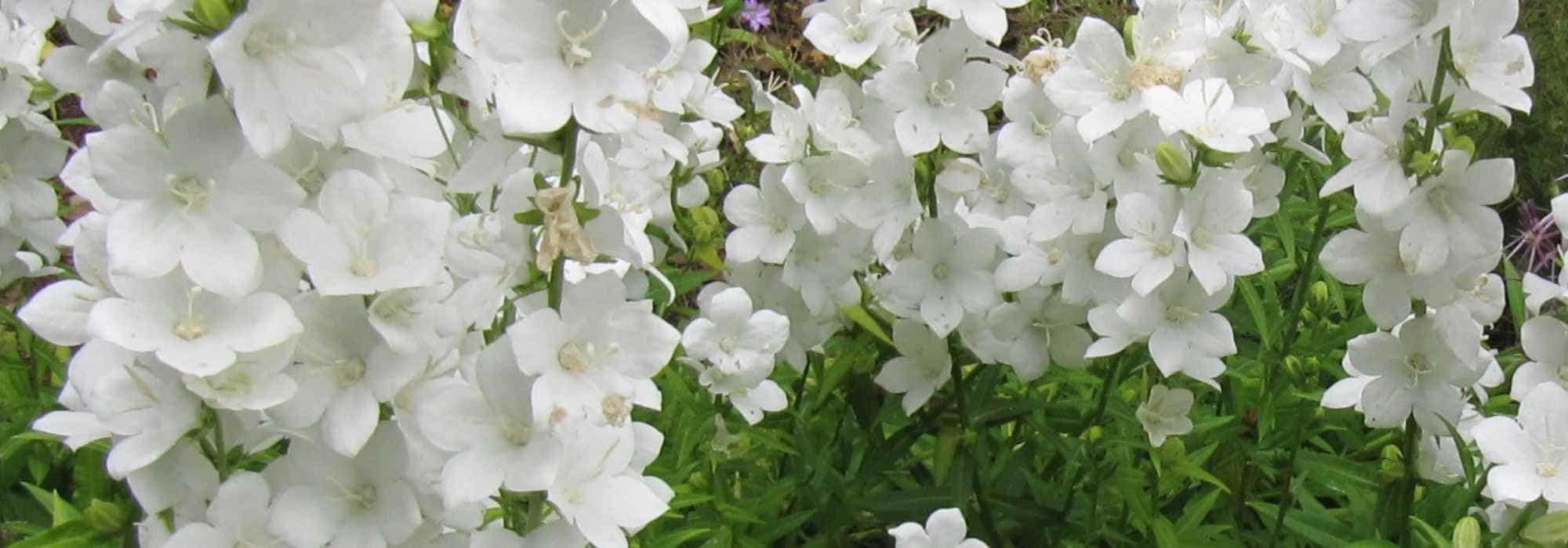 Weiße Glockenblumen