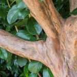 Baum zur Rebe erziehen?