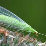 Florfliege: Nützliches grünes Insekt im Garten