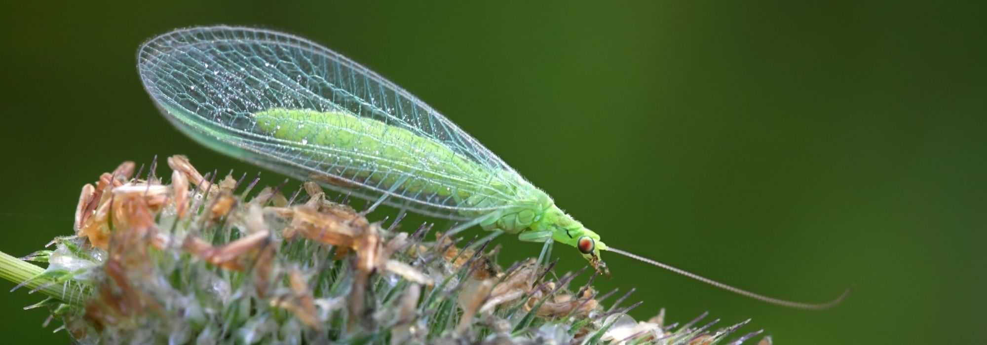 Florfliege: Nützliches grünes Insekt im Garten