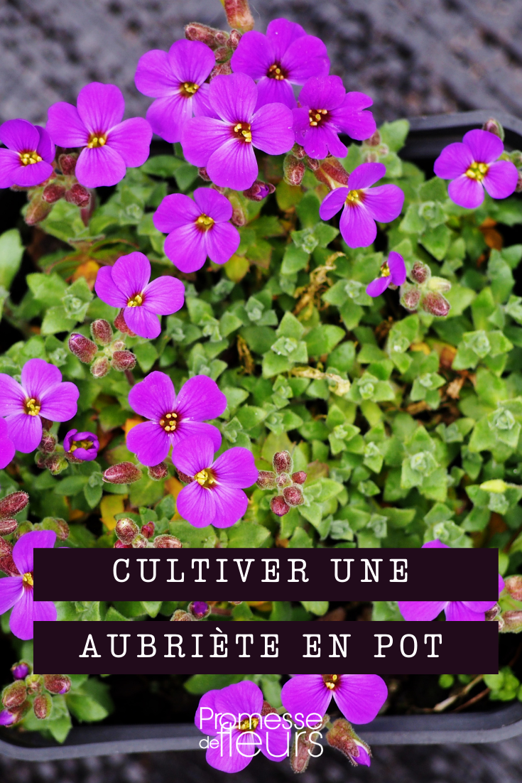 Aubreitien im Topf säen und pflanzen