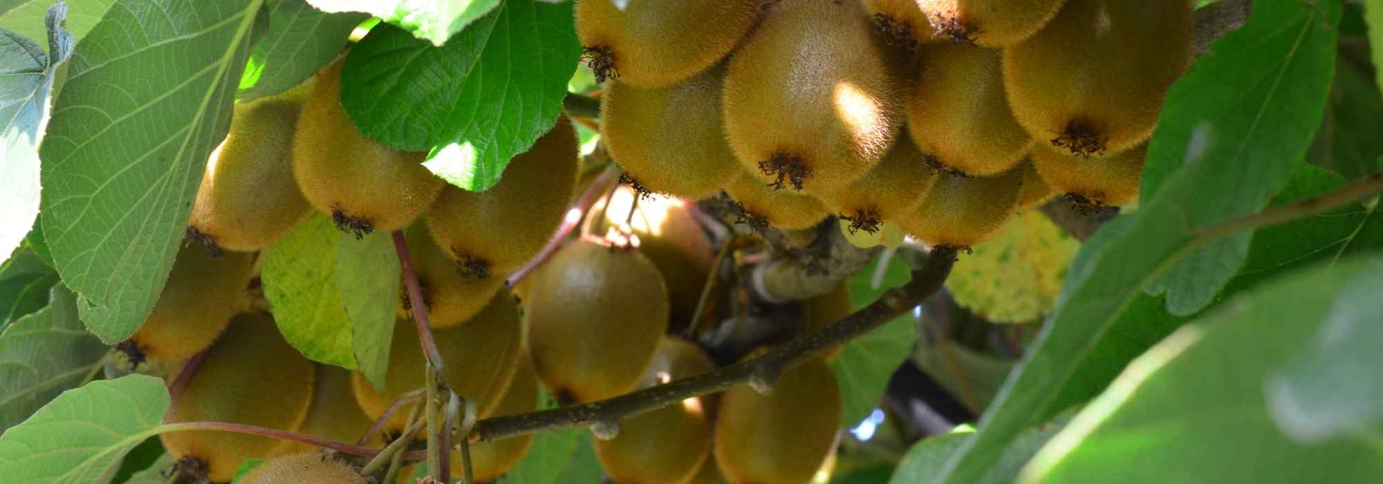 Kiwi und Zwergkiwi unterscheiden?
