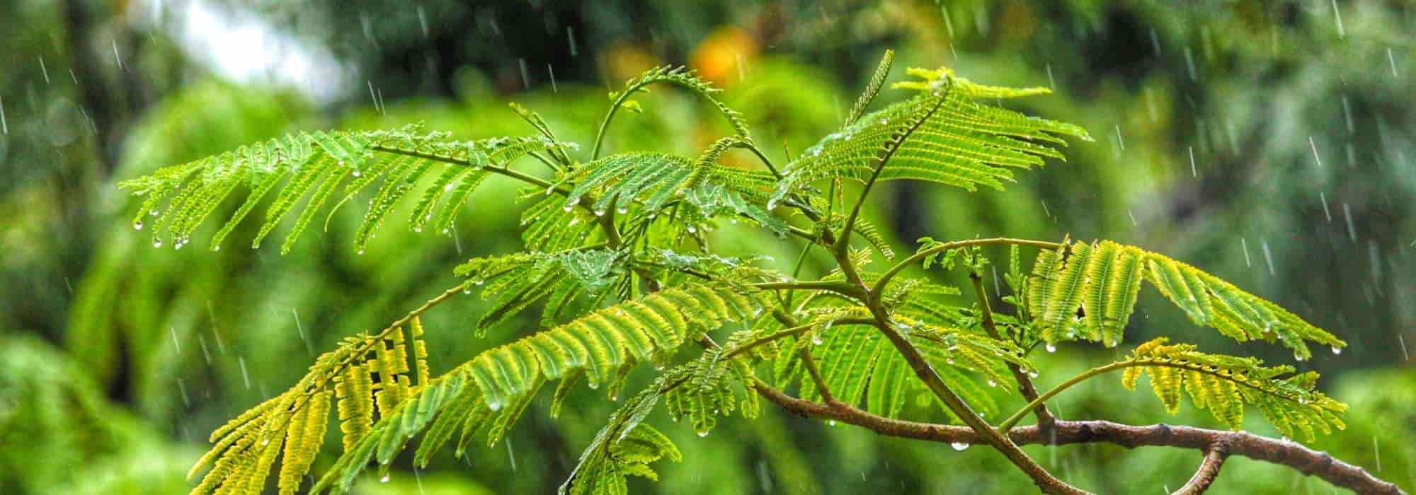 Der Regenmesser