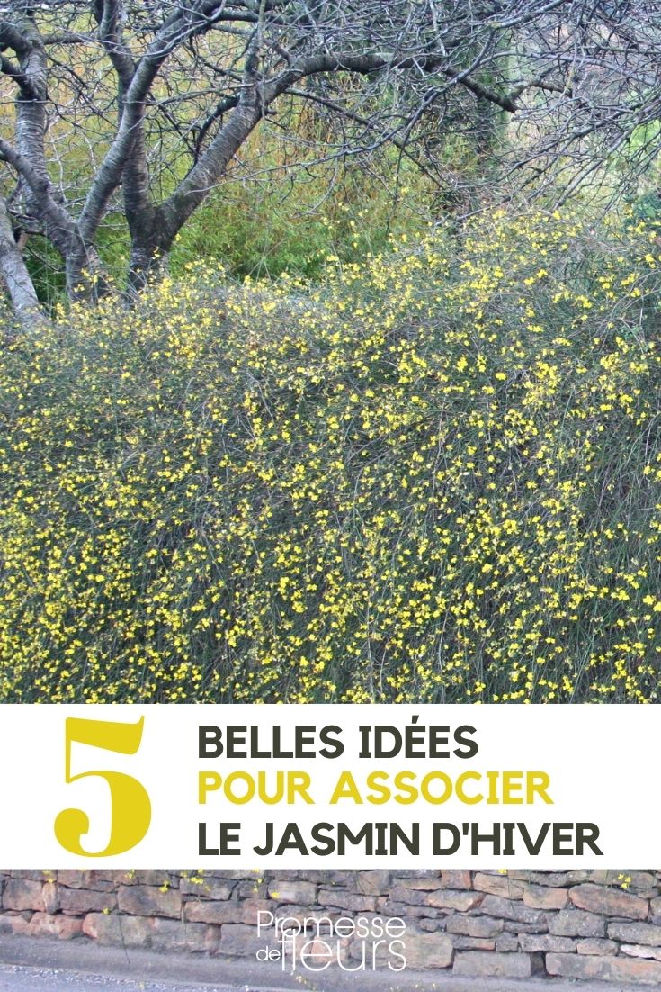 den Winterjasmin kombinieren