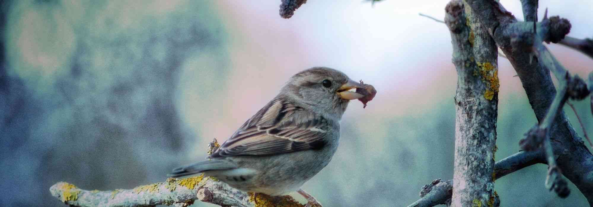 Was fressen Gartenvögel?