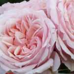 Die schönsten Guillot-Rosen