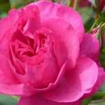 Die schönsten Poulsen-Rosen