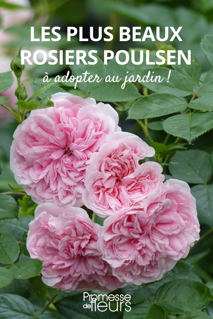 unsere Auswahl an Poulsen-Rosen