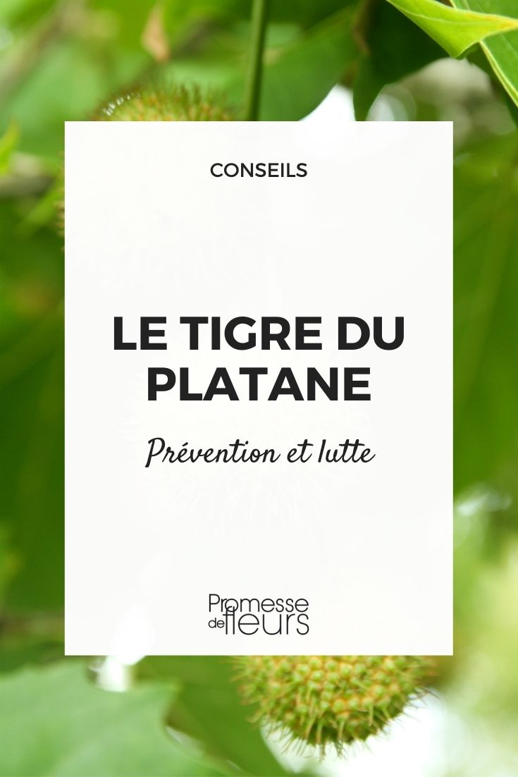 Platanenblattfloh (Corythucha ciliata)