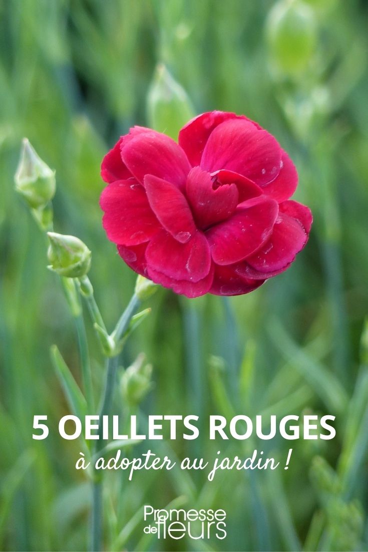 5 rote Nelken