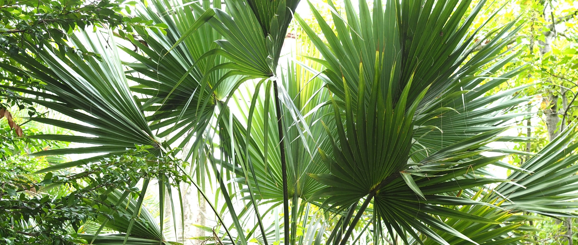 Palmettopalme pflanzen, kultivieren, pflegen