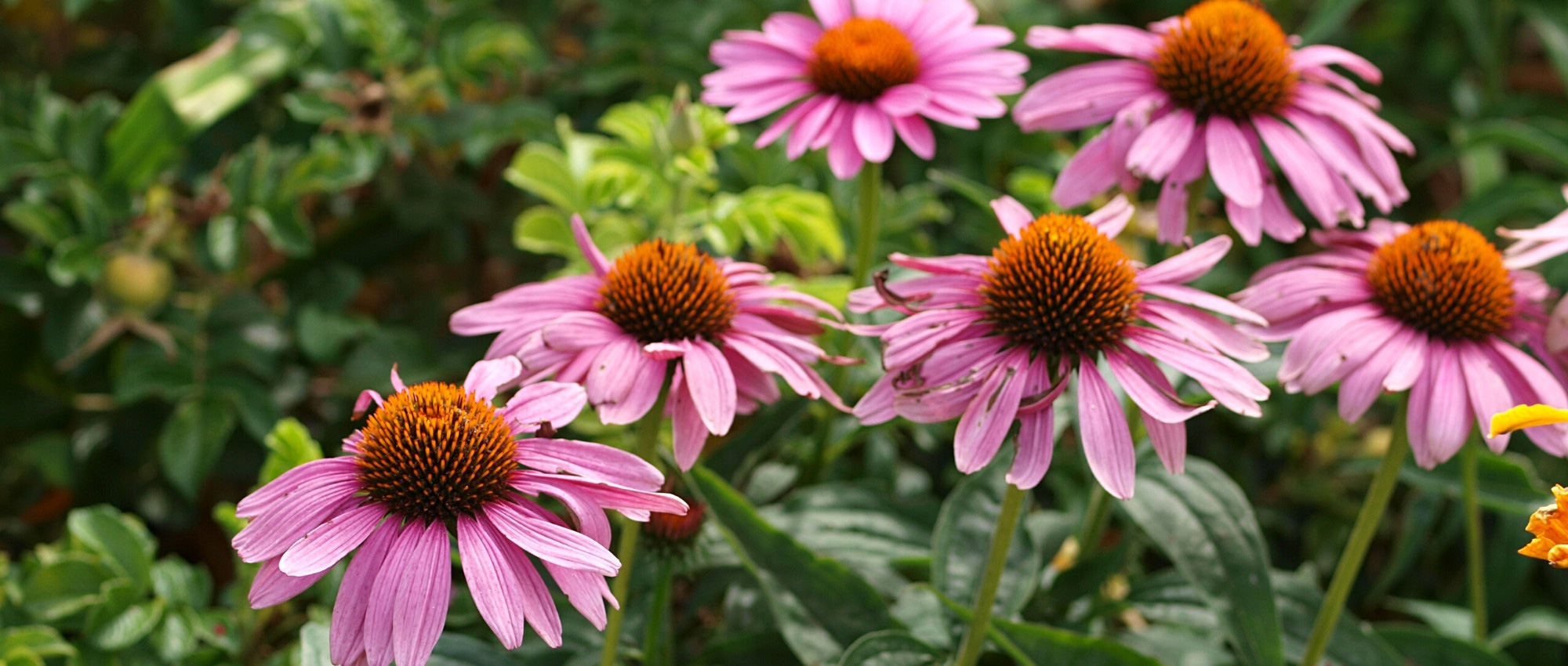 10 Stauden mit Spätsommerblüte